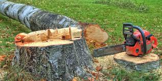 Best Tree Risk Assessment  in Brackenridge, PA