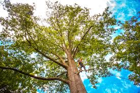 Best Commercial Tree Services  in Brackenridge, PA