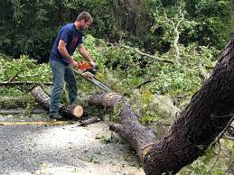 Tree and Shrub Care in Brackenridge, PA