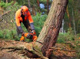 Best Arborist Consultation Services  in Brackenridge, PA