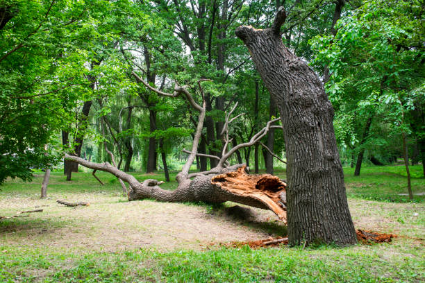 Best Tree Preservation Services  in Brackenridge, PA