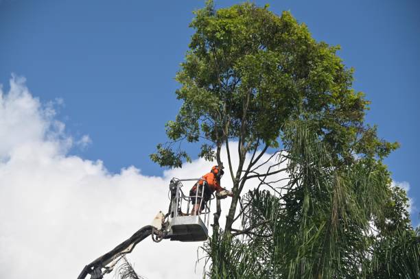 Trusted Brackenridge, PA Tree Care Experts