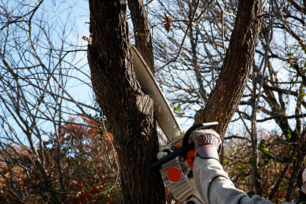 How Our Tree Care Process Works  in  Brackenridge, PA