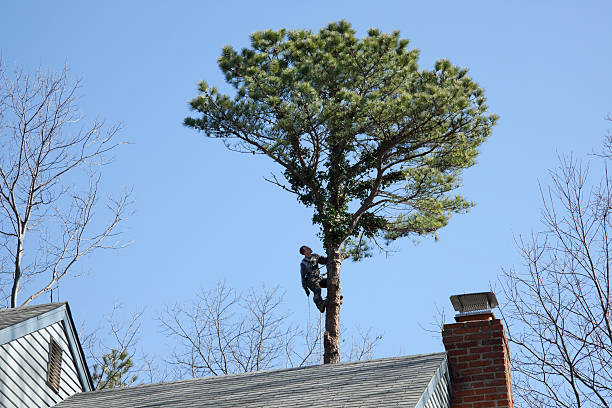 Best Emergency Tree Removal  in Brackenridge, PA